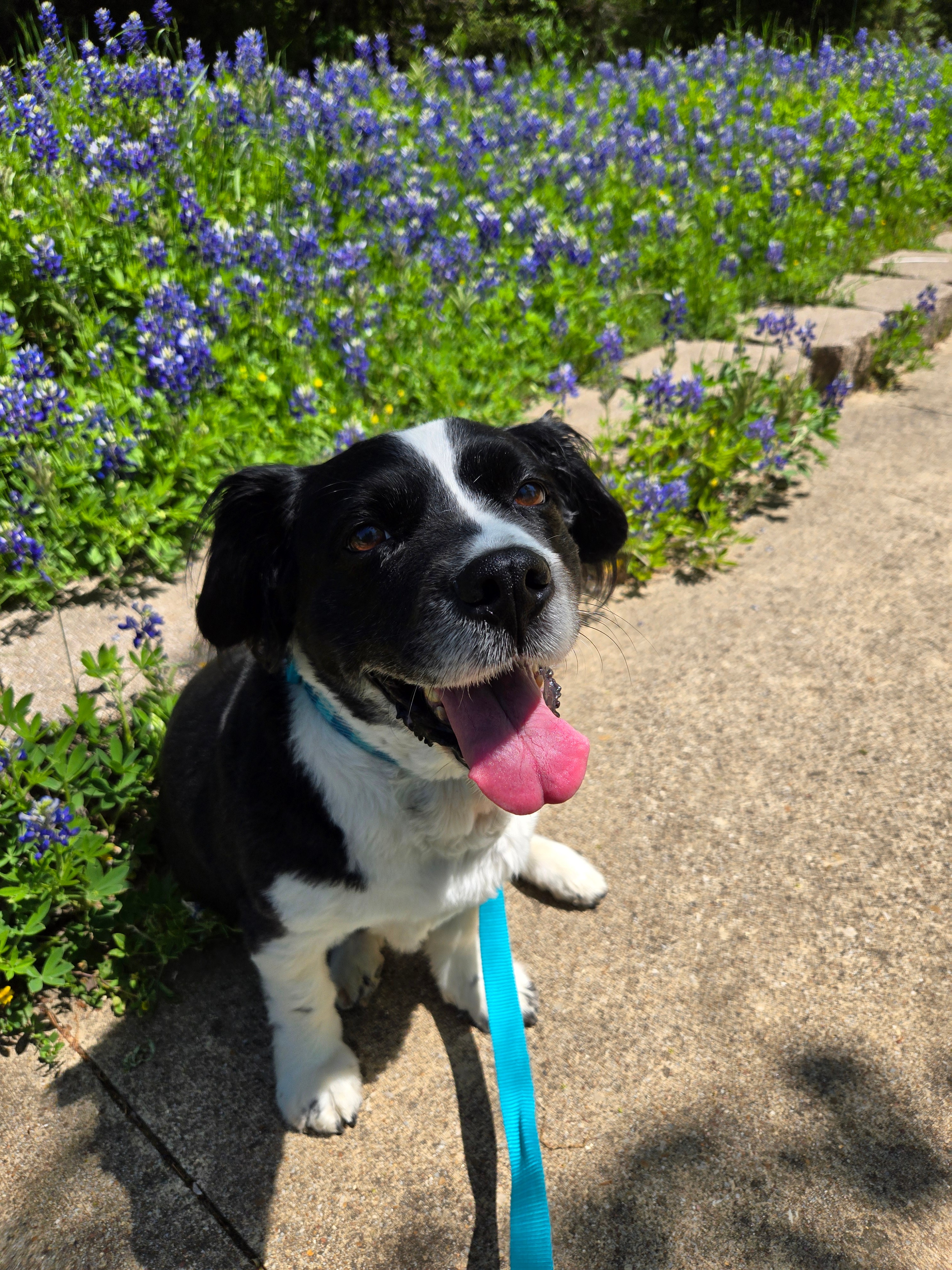Scout enjoys her daily walk along this picturesque park trail in Euless.