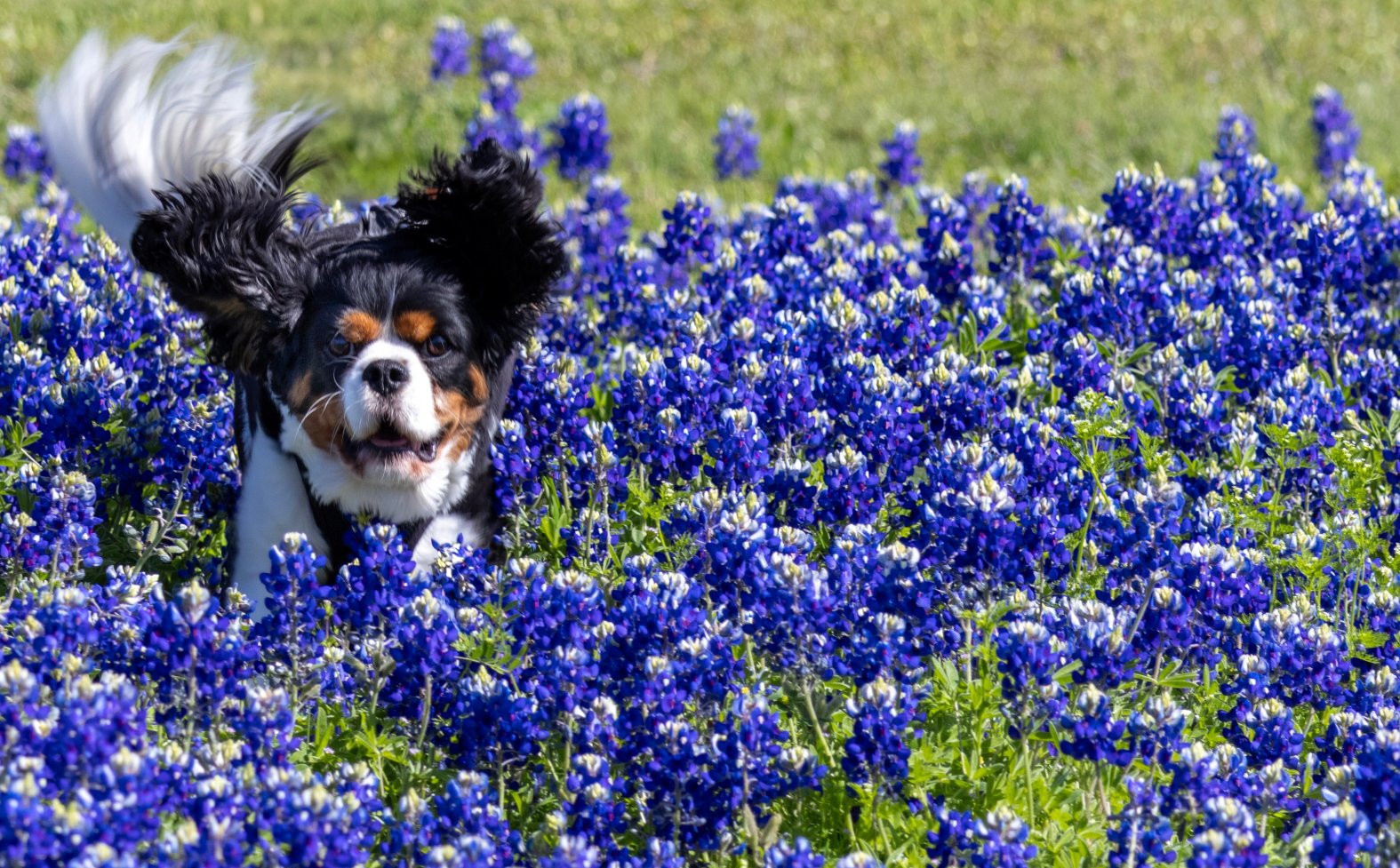 Bluebonnets in Bloom 2025 – NBC 5 Dallas-Fort Worth