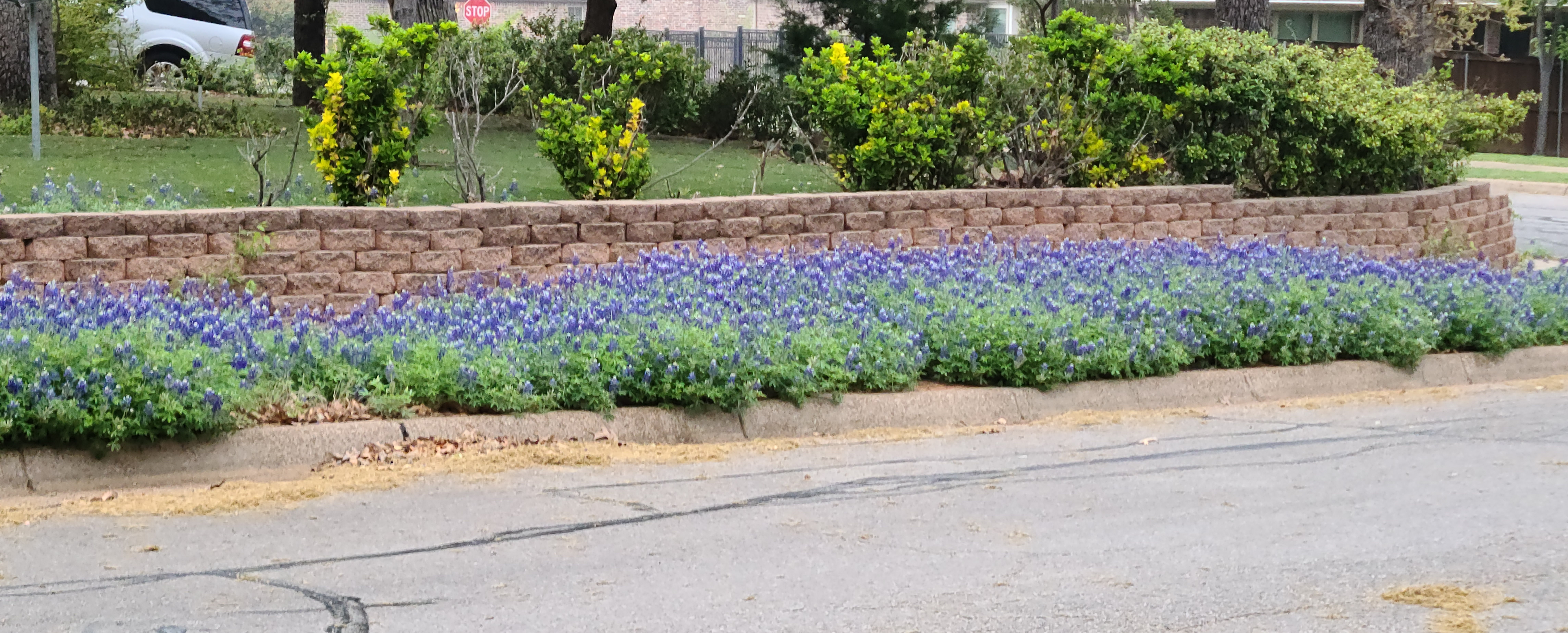 Blue bonnets on part of my front curb