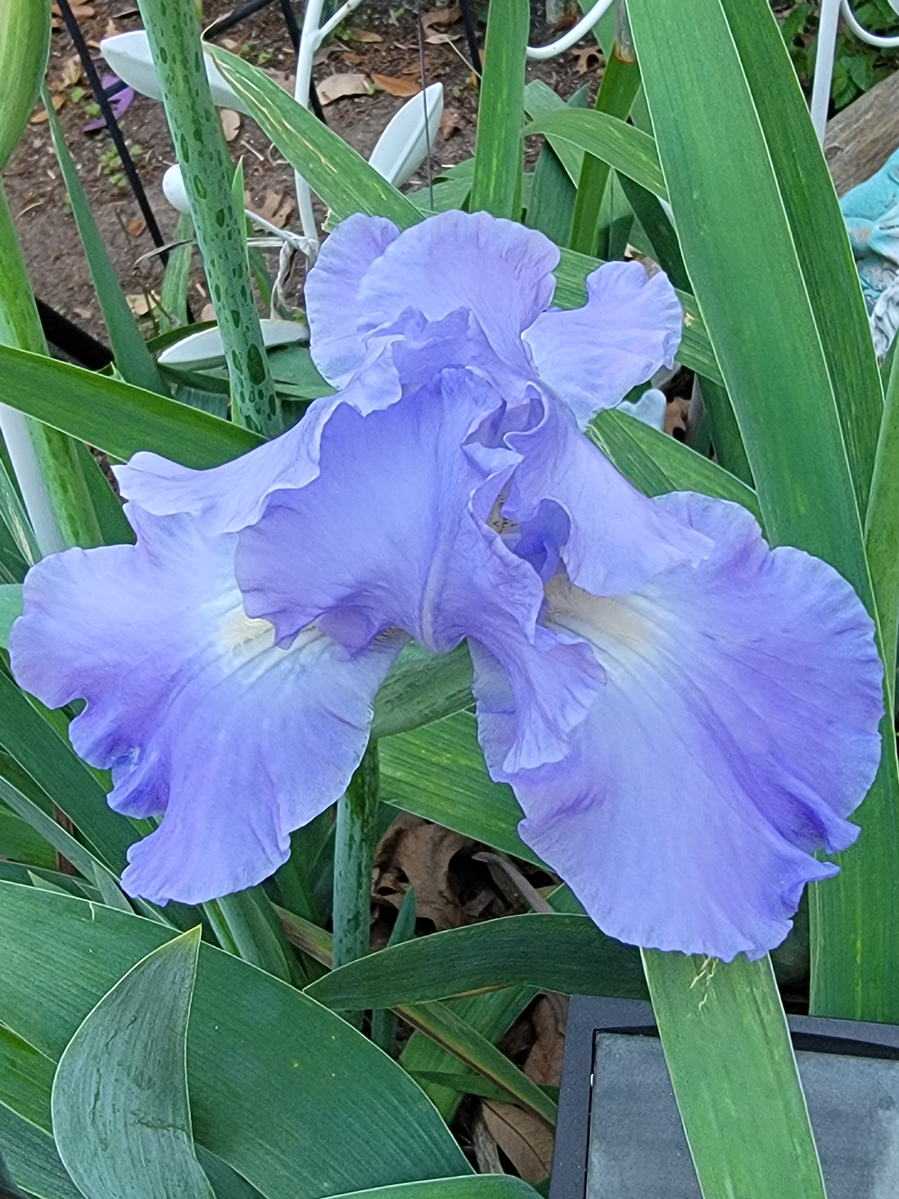 Thanks to the great wheather my garden is in full bloom in Arlington, TX 76018<br />
Susanne Hammond