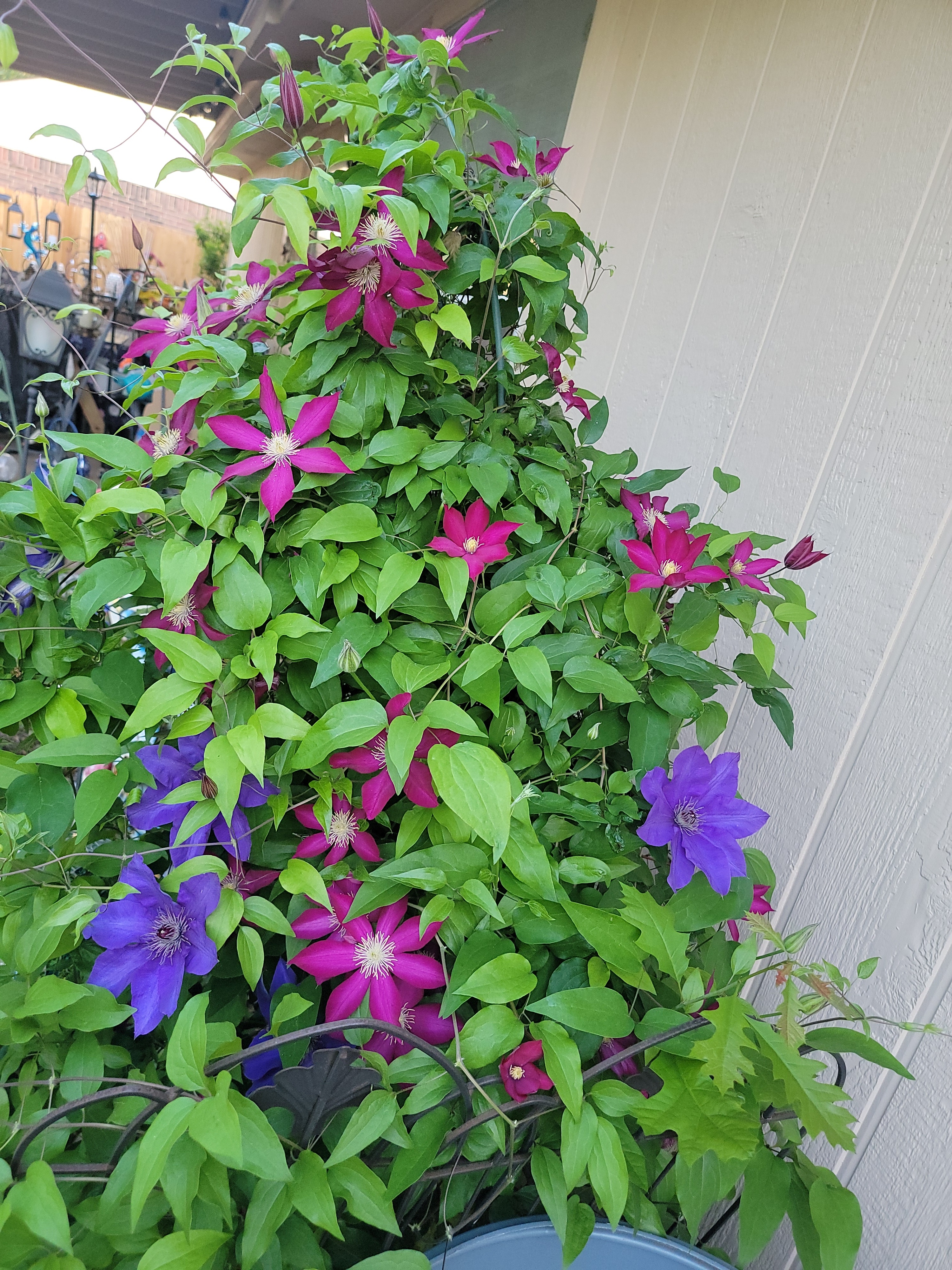 Thanks to the great wheather my garden is in full bloom in Arlington, TX 76018<br />
Susanne Hammond