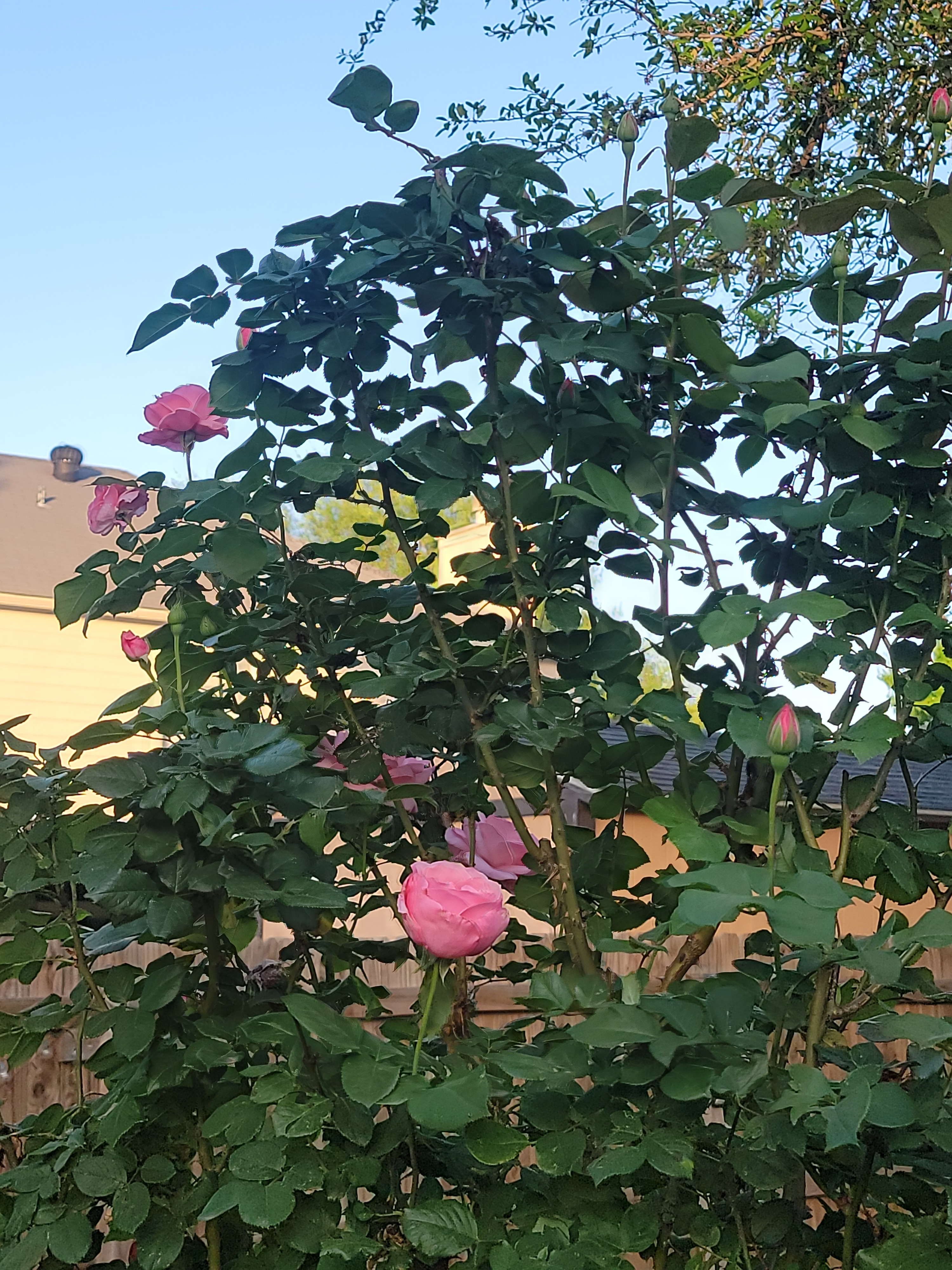 Thanks to the great wheather my garden is in full bloom in Arlington, TX 76018<br />
Susanne Hammond