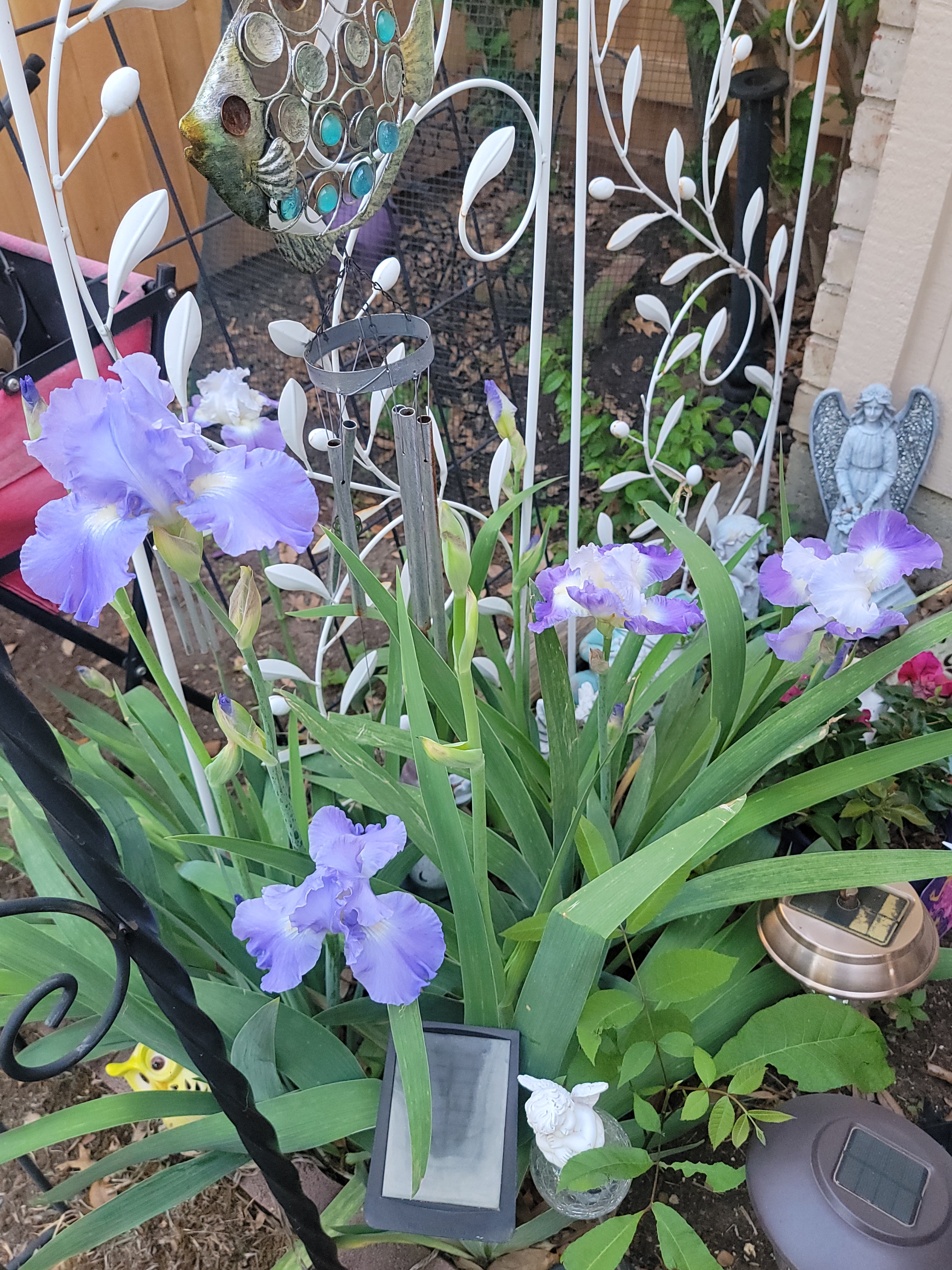 Thanks to the great wheather my garden is in full bloom in Arlington, TX 76018<br />
Susanne Hammond