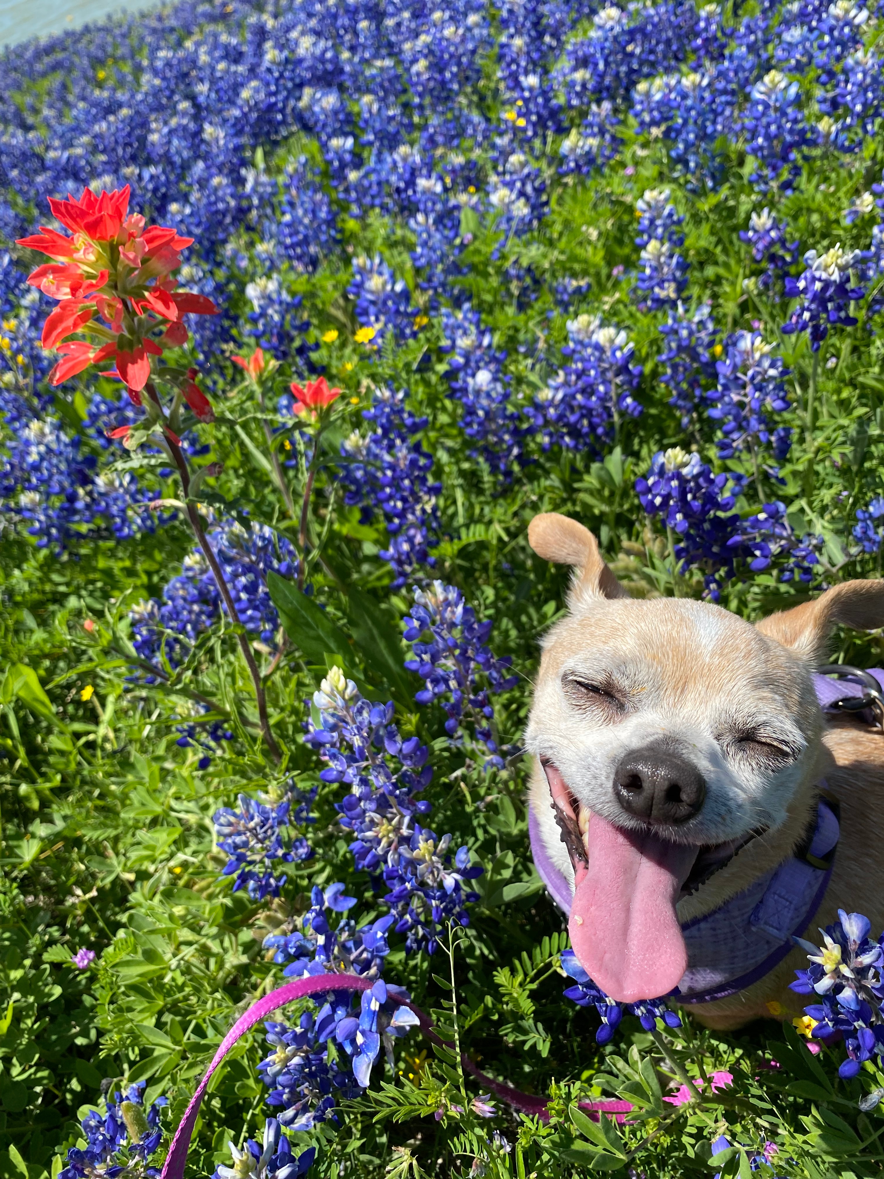 Tilly at the Bluebonnet Festival in Ennis, TX.
Katherine Mulvey<br />
210 Meadow Knoll Dr<br />
Double Oak, TX  75077<br />
972-768-8077