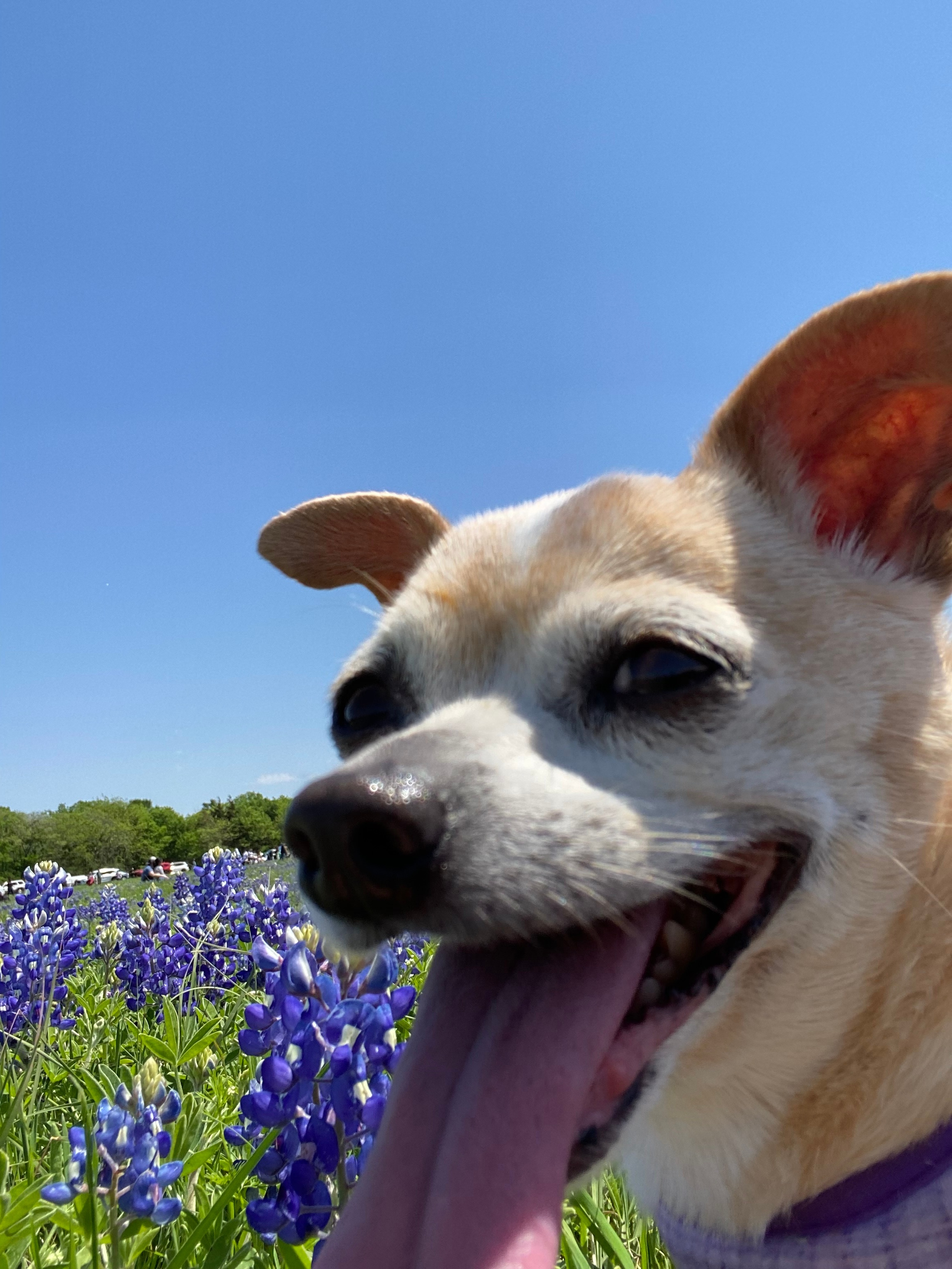 Tilly at the Bluebonnet Festival in Ennis, TX.
Katherine Mulvey<br />
210 Meadow Knoll Dr<br />
Double Oak, TX  75077<br />
972-768-8077