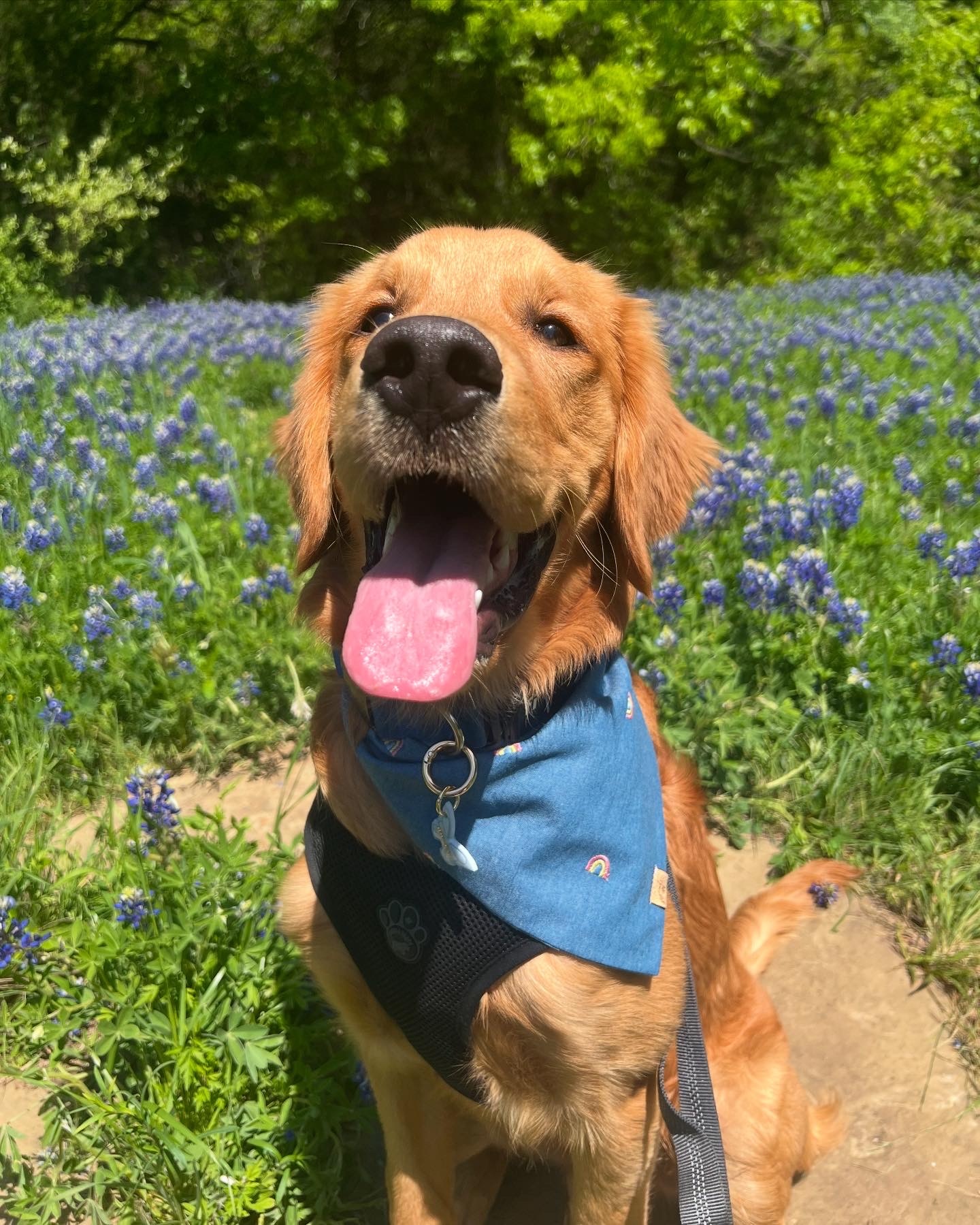 Dunkin’s first spring in the bluebonnets<br />
@dunksthegolden