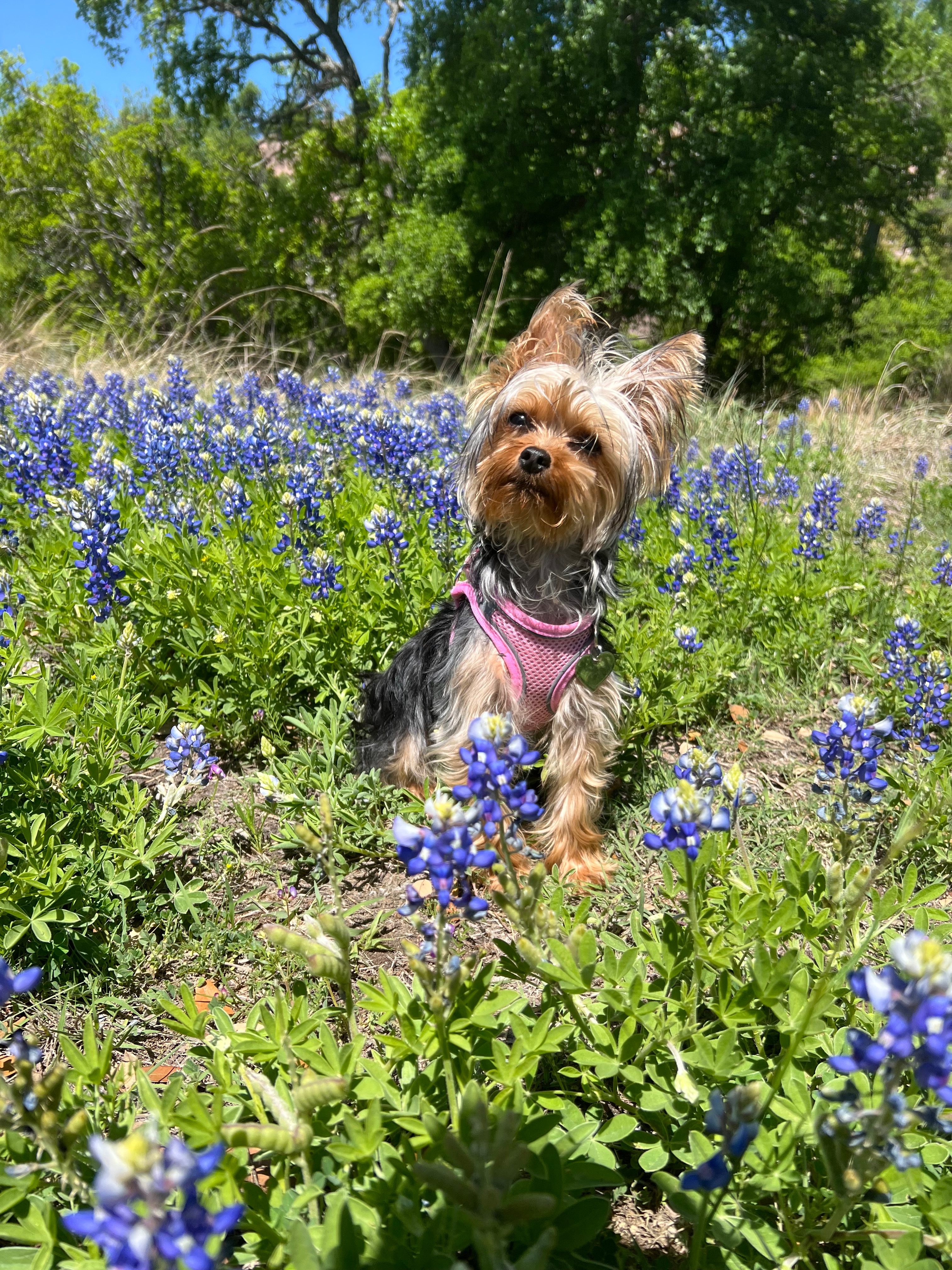 While camping in San Antonio in our RV we stopped at Enchanted Rock State Park and found an awesome patch of Bluebonnets. Piper, our 9- month old Yorkie loved them!!!
Jeff Gartland