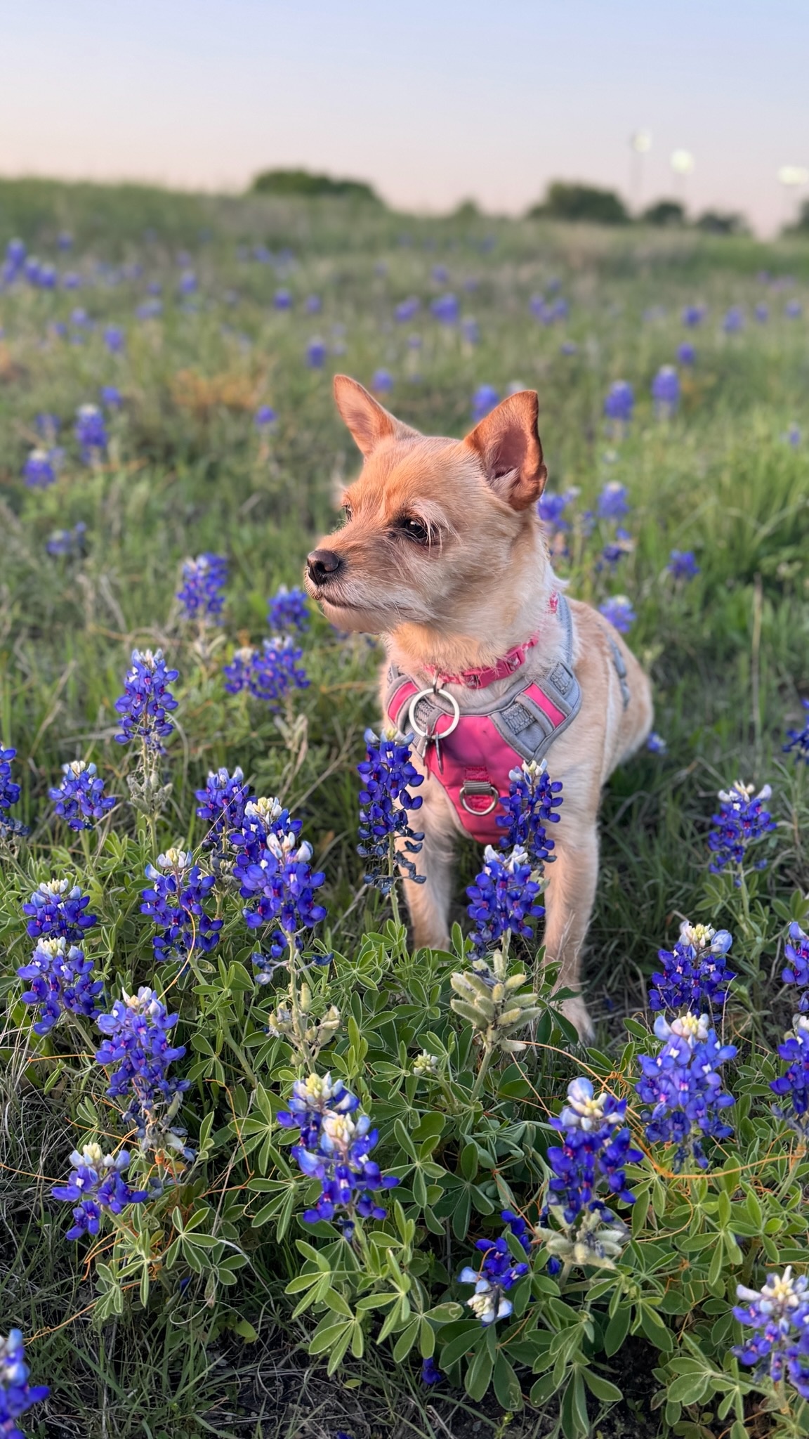 Hi! Here’s my pet Pookie posing with bluebonnets at whiterock lake.
Sent from AOL on Android