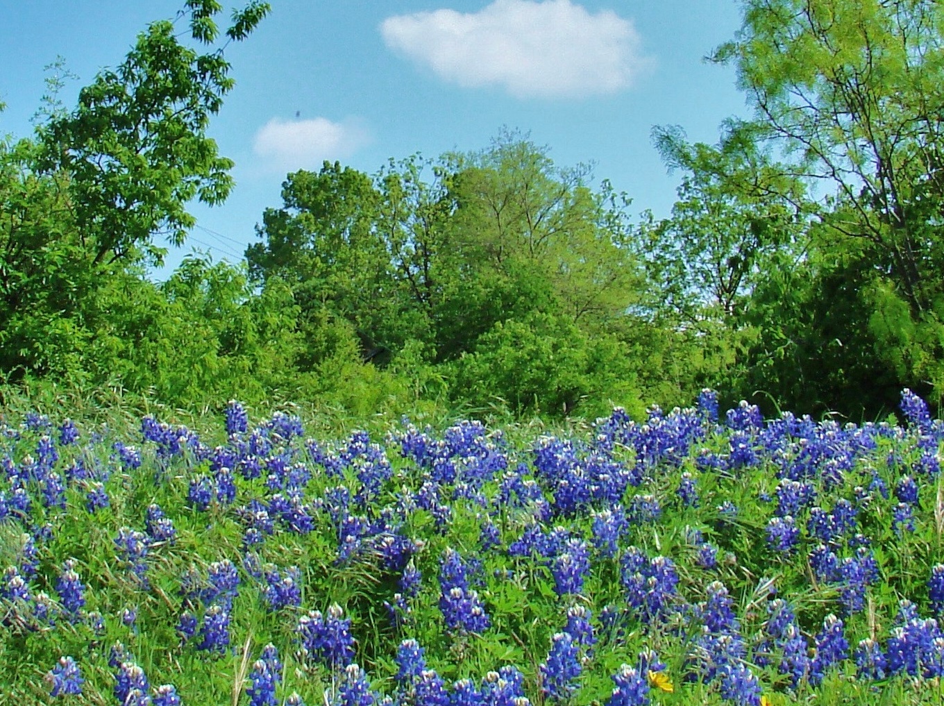 Photo I took near Wichita Falls.  Now live in Wylie, Texas .   Thanks.  Sid 
Sent from the all new AOL app for iOS