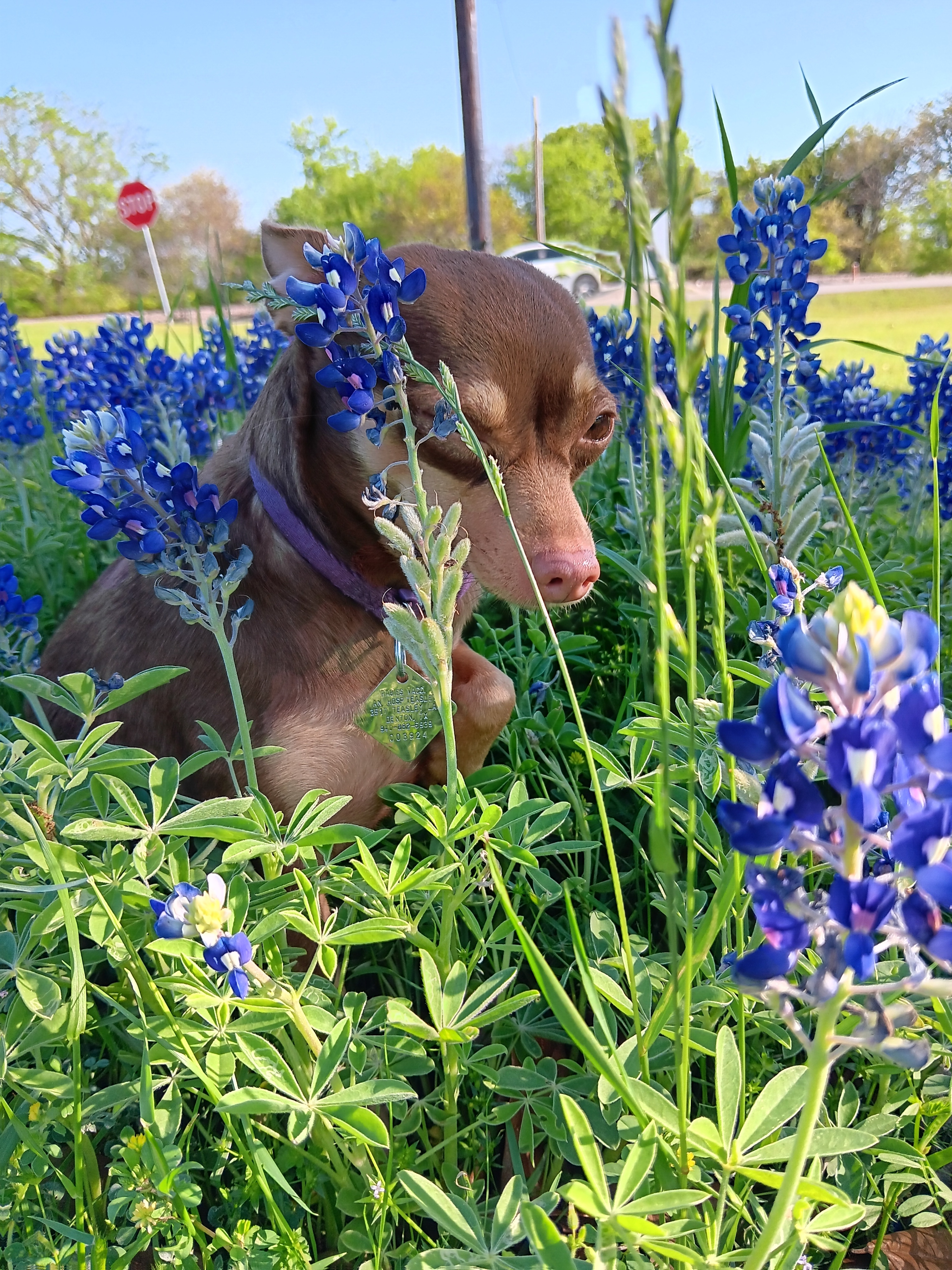 Coco pebbles Childress<br />
2 yr old Russian Toy<br />
The sweetest , tiny thang. Loves life.
Human companion<br />
Chontelle Childress<br />
Chontellechildress4@gmail.com