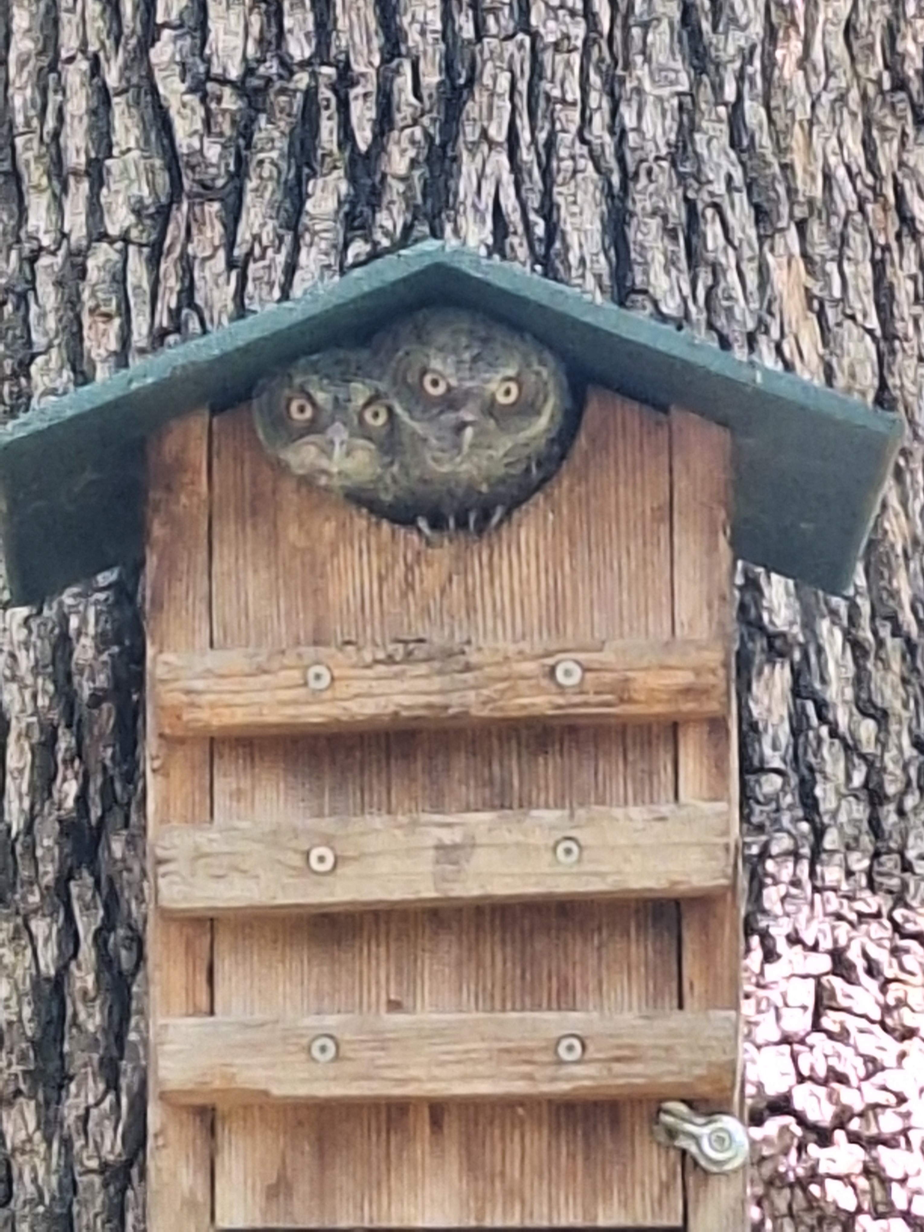 I know it’s Bluebonnet’s season, but it’s also baby birds & baby owls season. My baby owls poking their heads out of my owl house in Bedrord, TX for the first time. Names are Owlvin & Owlice. Sent from Mark in Bedford.Sent from my Galaxy