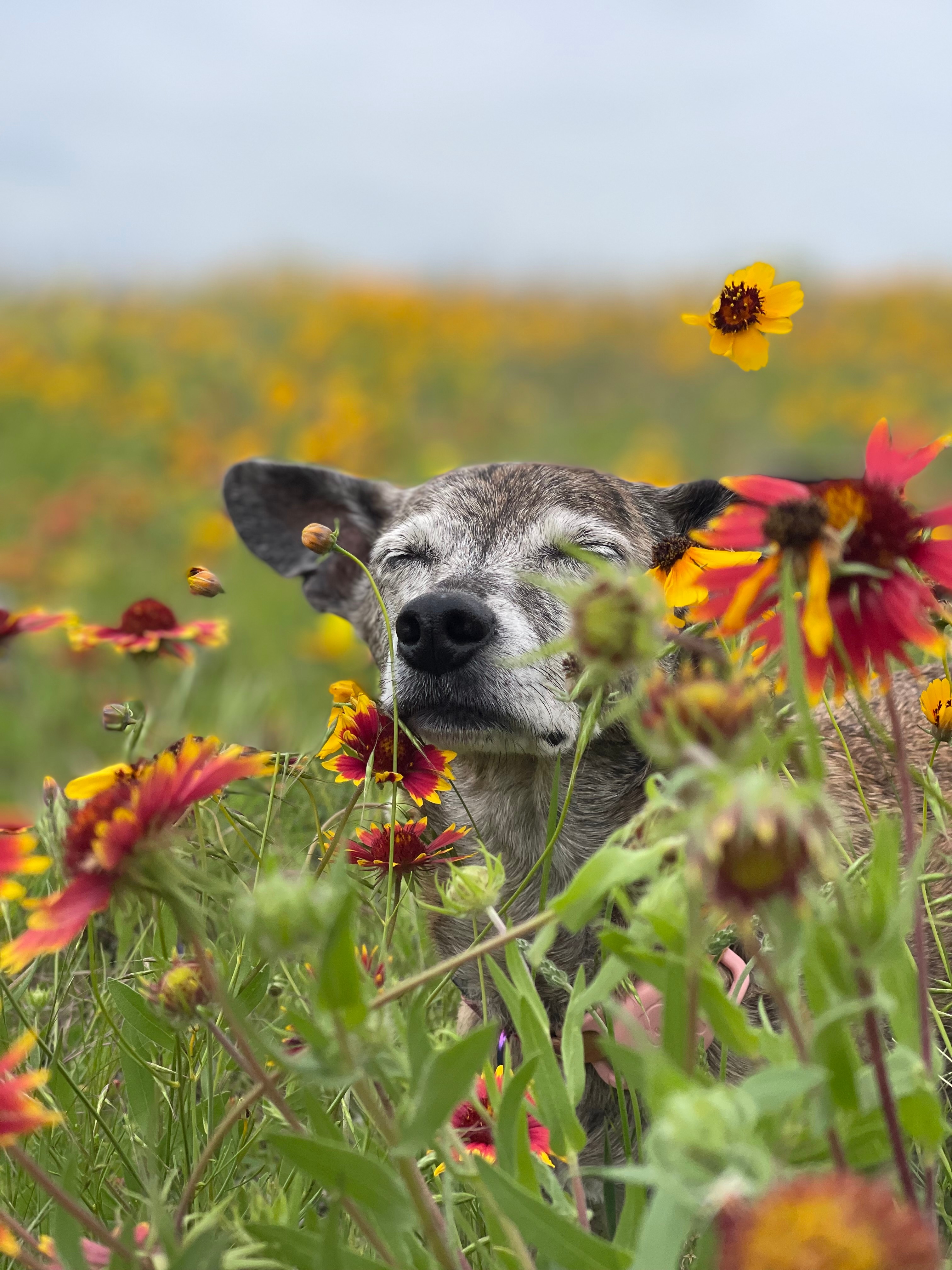 This is our 17 year old chiweenie dog, Miley, from North Richland Hills  enjoying some wildflowers in Benbrook,Tx.