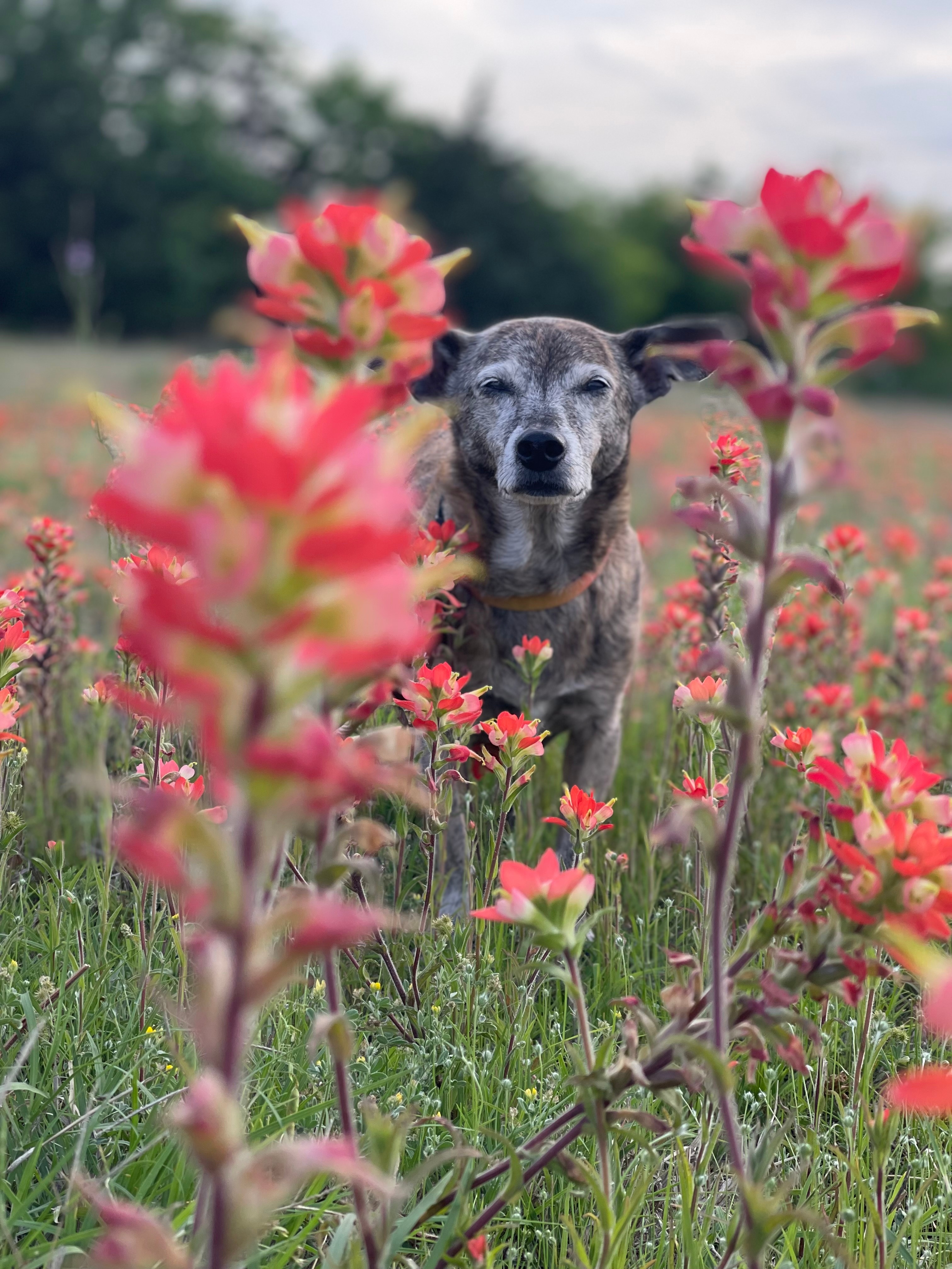 This is our 17 year old chiweenie dog, Miley, from North Richland Hills  enjoying some wildflowers in Benbrook,Tx. <br>