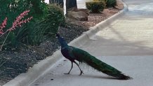 I saw him this morning crossing FAA Blvd near Amon Carter.