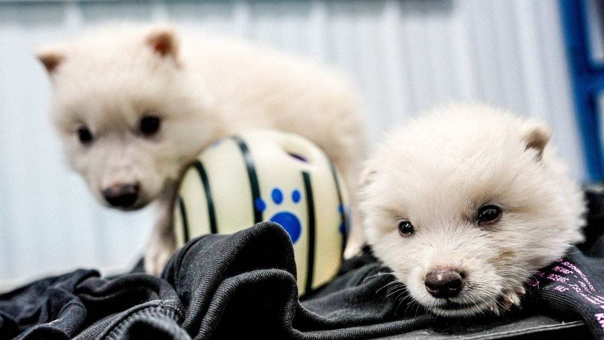 MTG Core Set 2020 M20 Brought Back Magic The Gathering Card NM/M - Foto 5