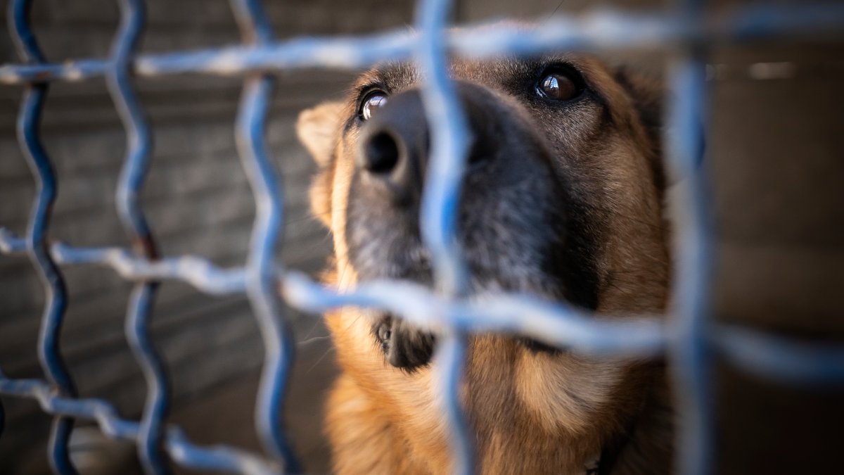 Nbc Capacity Fort Worth animal shelters over capacity and need adopters – NBC 5 ...