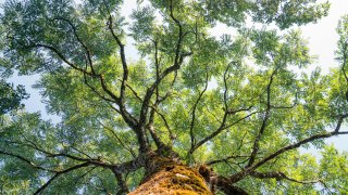 Treetop.