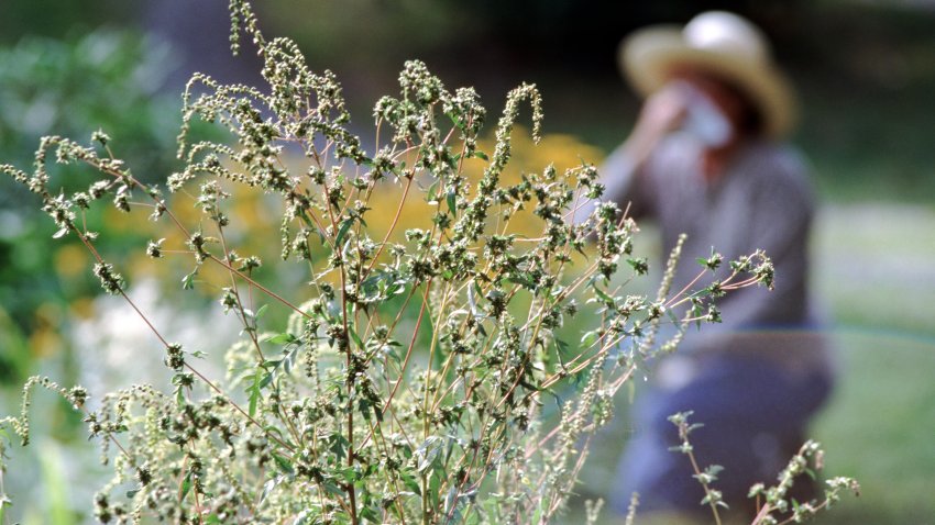 Allergies caused by ragweed
