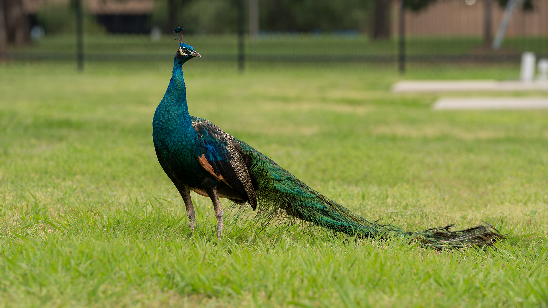 Peacock struts around Studios at DFW, home to NBC 5