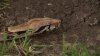 Snake rescued from Arlington tree finds new home