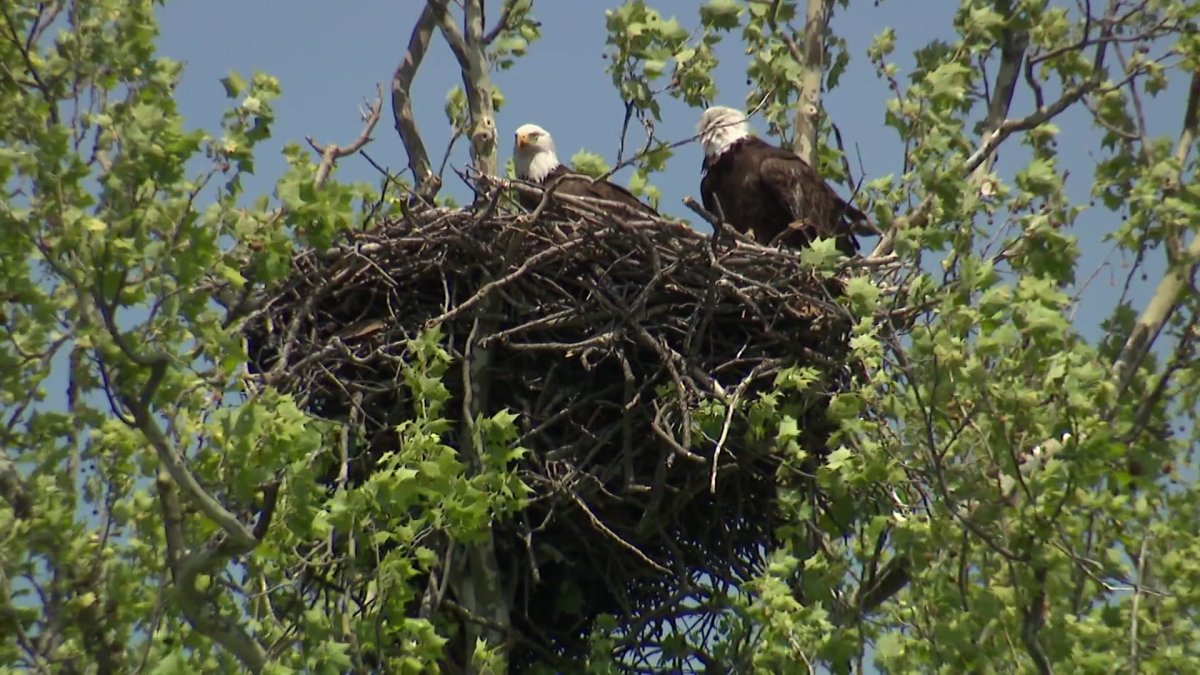 North Texans gather to catch a peek at eaglets at White Rock Lake – NBC ...
