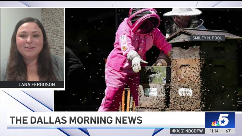 Texas is becoming a beekeeping ‘mecca' and Dallas businesses are leaning in