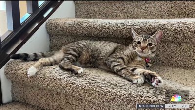 Warning: Lost pet ads could make you a target for scammers