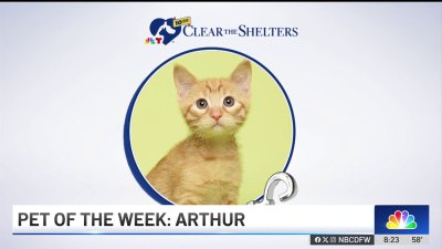 Pet of the Week: Arthur