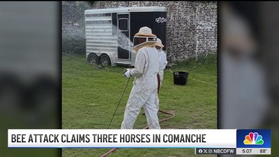 North Texas couple loses three horses in deadly bee attack