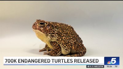 Endangered toads eggs and tadpoles released in Bastrop County