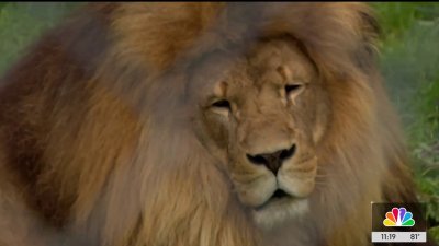 Wise County animal rescue cleans up after Saturday severe weather