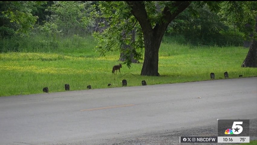 Dallas Animal Services educating residents after coyote sightings