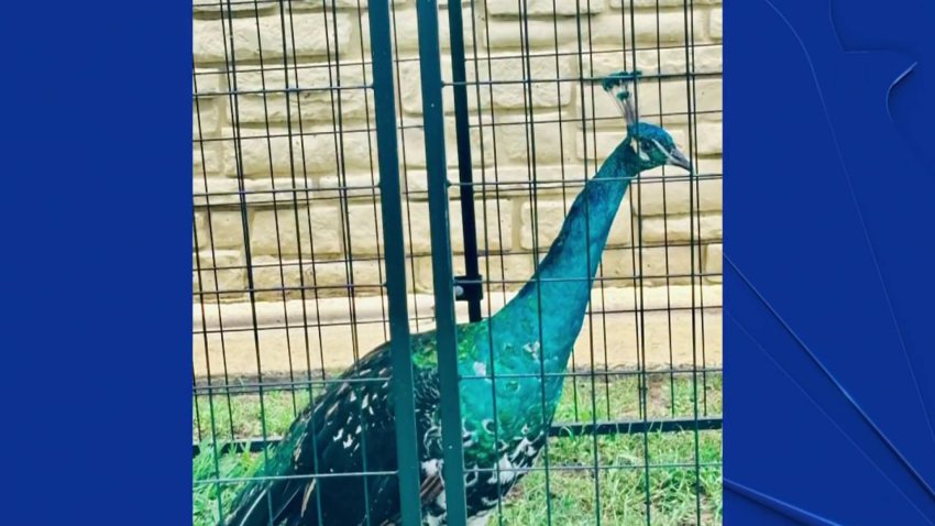 Rick Mitchell peacock available for adoption in Denton