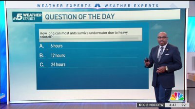 Weather Quiz: Ants