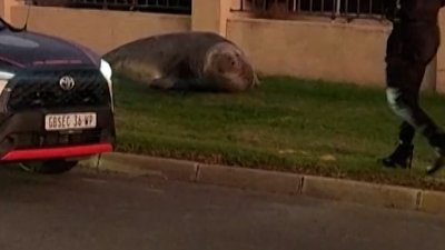 Large elephant seal seen wandering around South African street