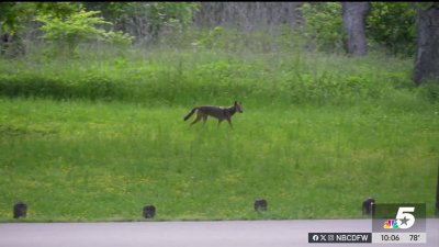 Coyote sightings increase across North Texas after Frisco attack