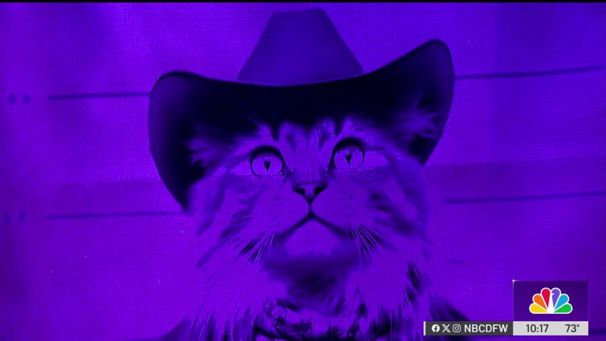 Casa Mañana gives Broadway classic ‘Cats' a Texas twist