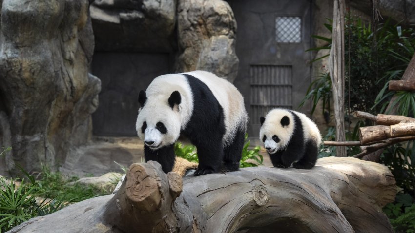 Pandas