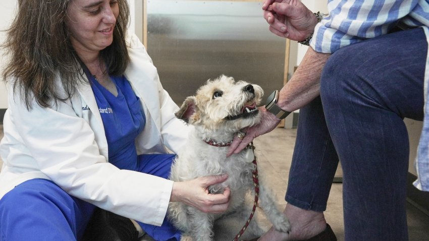 Dr. Karen Woodard checks Gail Friedman's dog