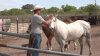 North Texas couple loses three horses to aggressive bee attack