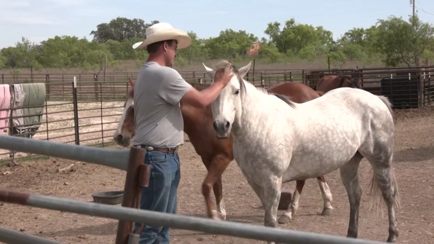 James Ramirez stands with horses at his Comanche County home. (The horses shown were not involved in the bee attack)