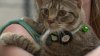 A warning for pet owners posting personal information on lost pet ads