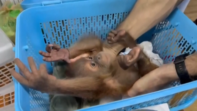 Thai police rescue two baby orangutans from car at Bangkok gas station