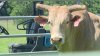PBR World Champion bull ‘Man Hater' is setting the bar for the sport
