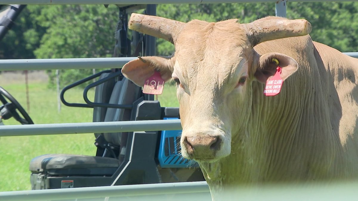 Meet PBR World Champion bull 'Man Hater,' he's setting the bar for the sport