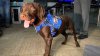 Maine's first official comfort dog dies in state vehicle, review underway