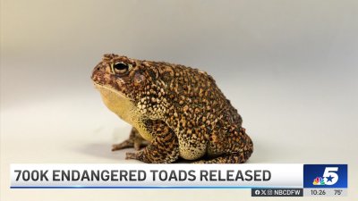 Endangered toads eggs and tadpoles released in Bastrop County