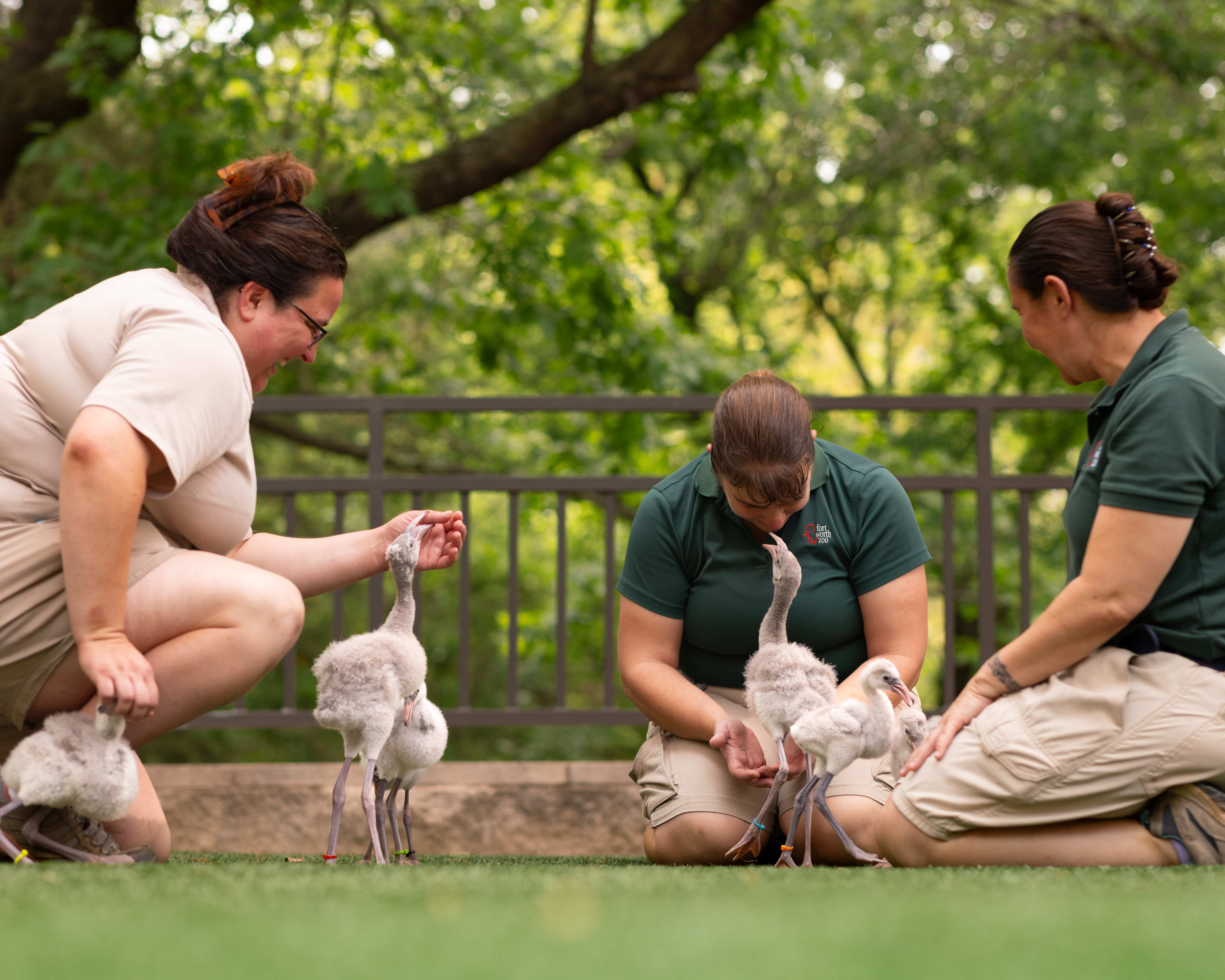 Flamingo chicks fly the nest, graduate to adult habitat at Fort Worth Zoo