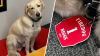 Midlothian firehouse dog missing since Friday found dead, officials confirm