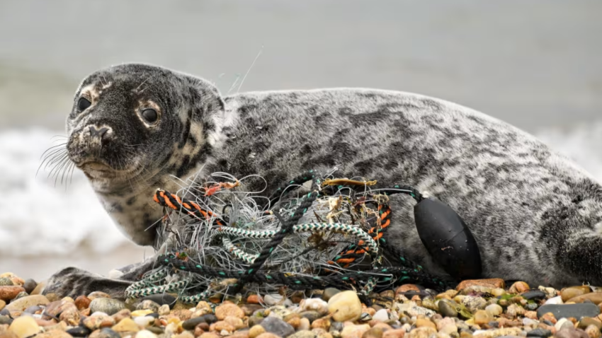 An entangled seal.